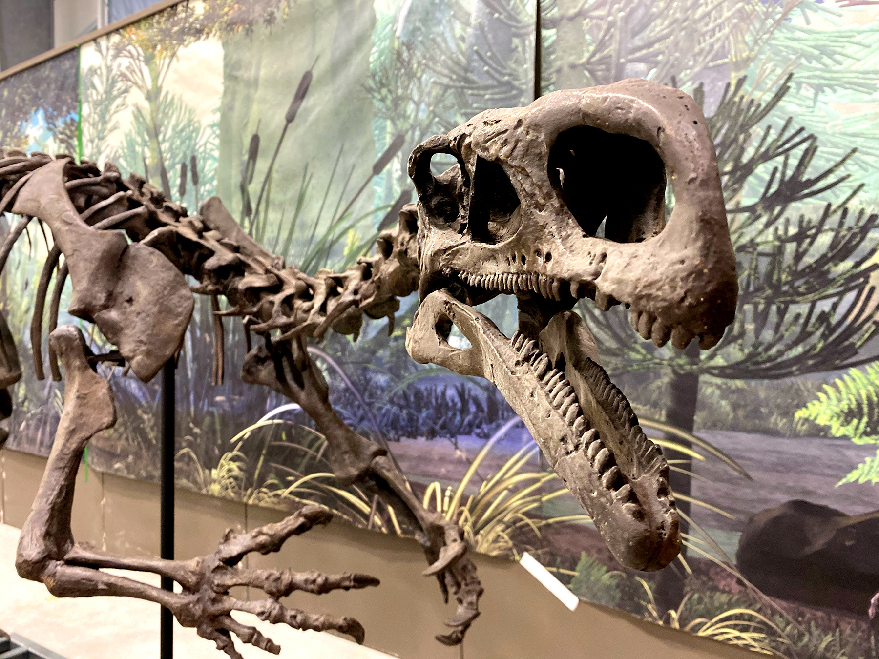 dinosaur skeleton indoors