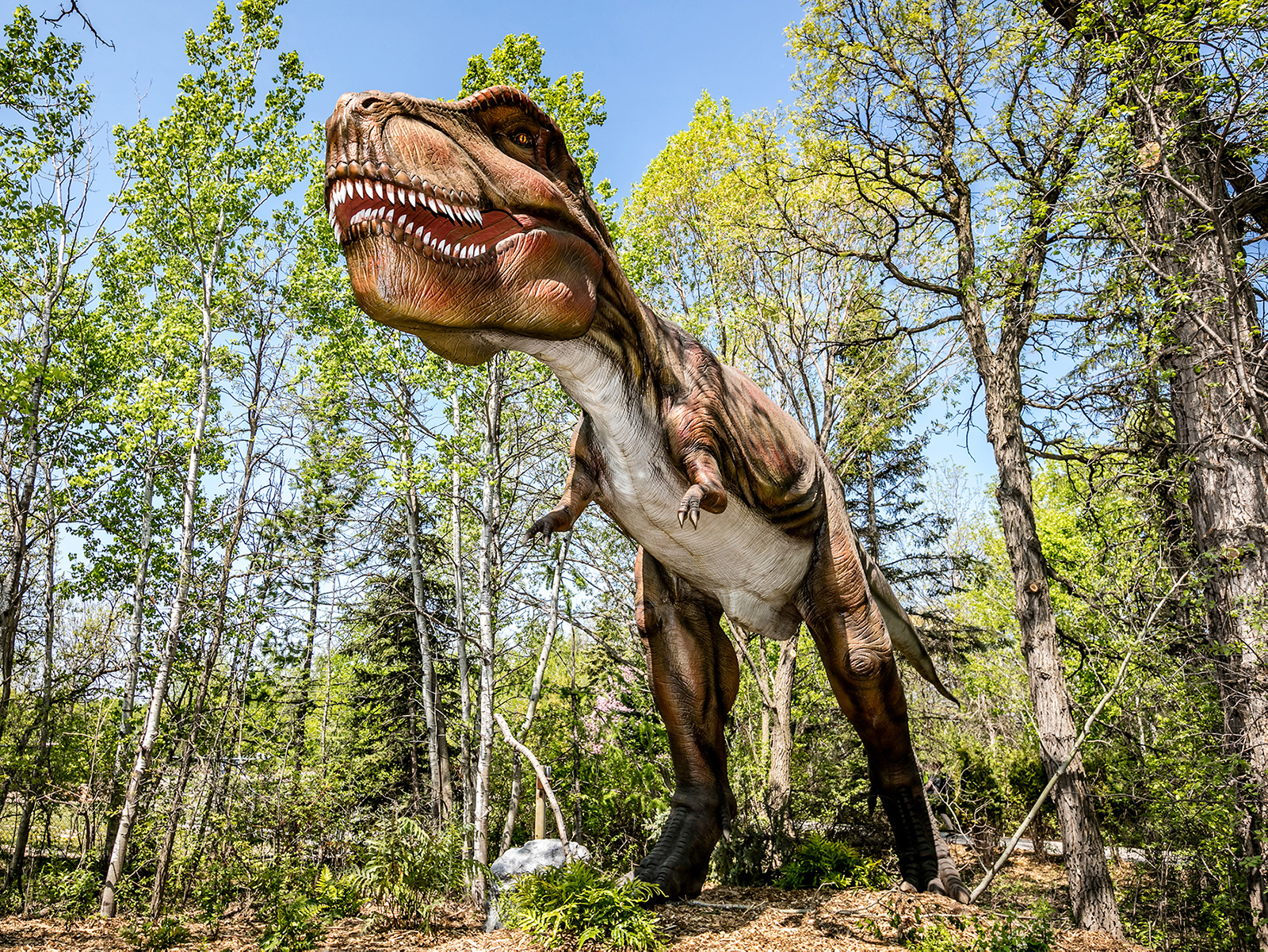 animatronic t-rex in outdoors forested area