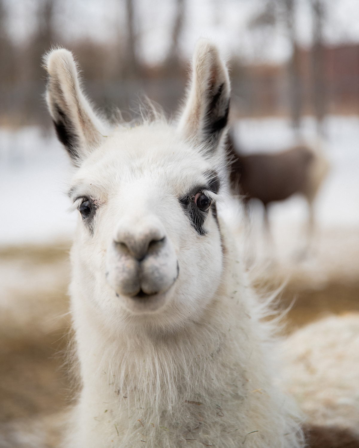 close-up picture of a young, white llama's face